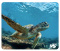 Коврик VS "Фауна" Черепаха VS_A4810 - фото в интернет-магазине Арктика